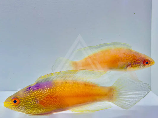 Golden Rhomboid Fairy Wrasse Supermale & Female Pair Large: Male 3-4 2-3 Fish