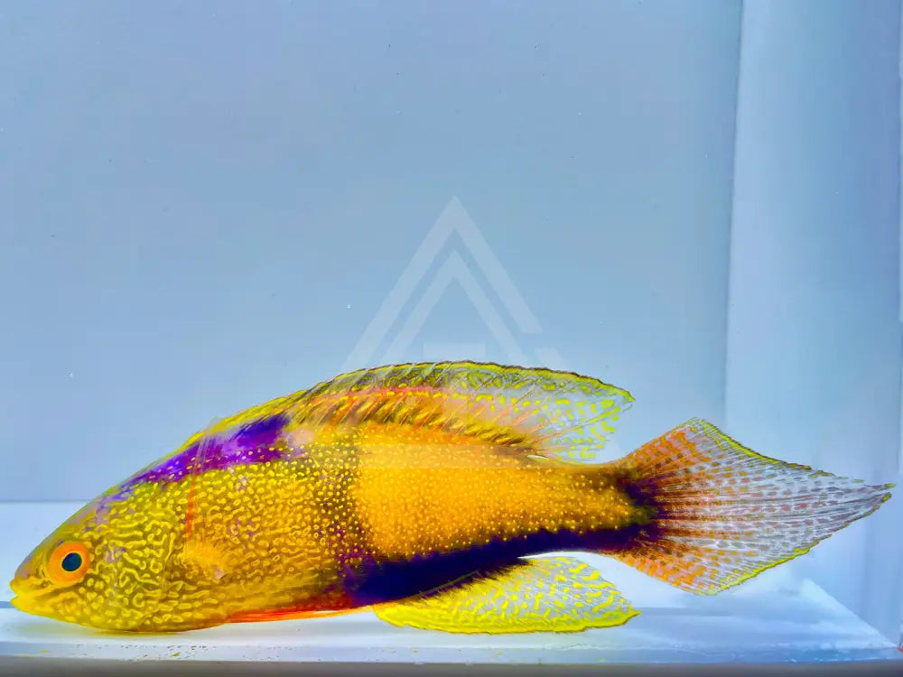 Golden Rhomboid Fairy Wrasse Supermale Xl Wysiwyg 5 Fish