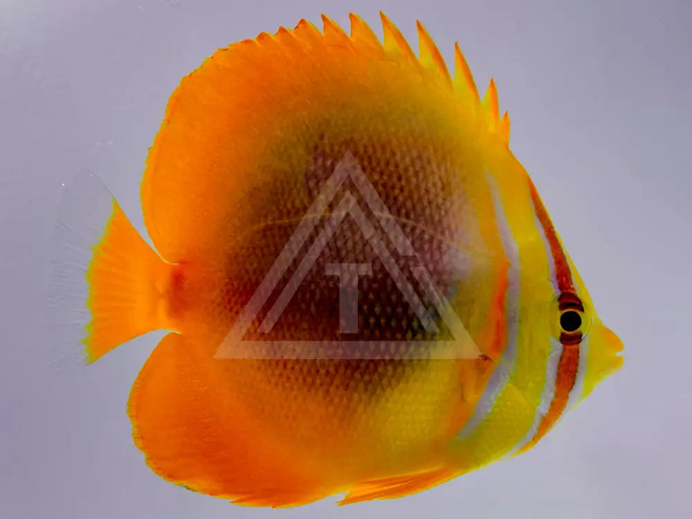 Golden Stripe Butterflyfish Small <2 Fish