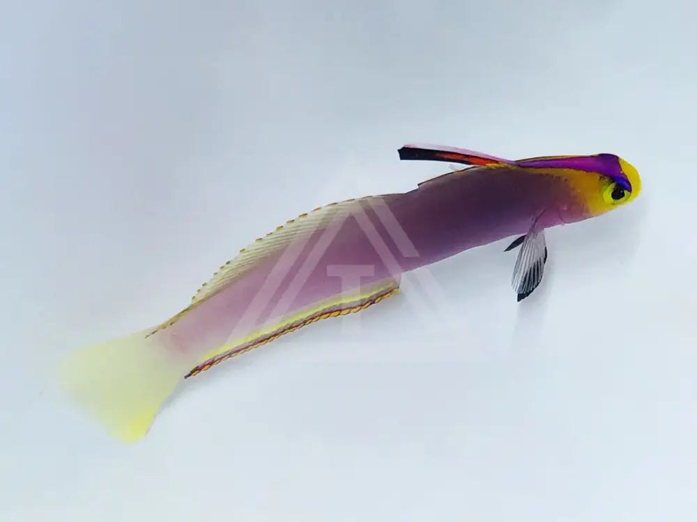 Helfrichi Firefish Small <2 Fish