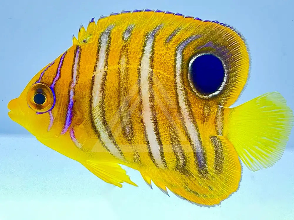 Indian Ocean Yellow Belly Regal Angelfish Juvenile Fish