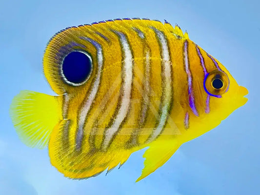 Indian Ocean Yellow Belly Regal Angelfish Juvenile Small <1 Fish
