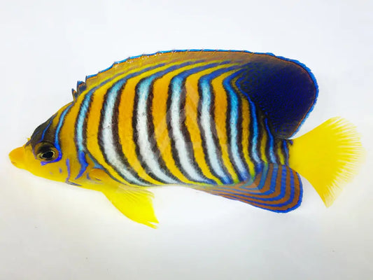 Indian Ocean Yellow Belly Regal Angelfish Small 2-3 Fish