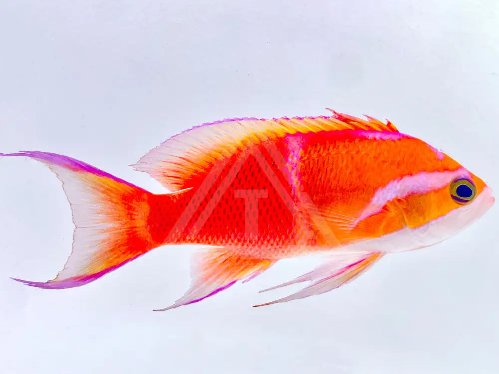 Indonesian White Bar Anthias Small <2 Fish