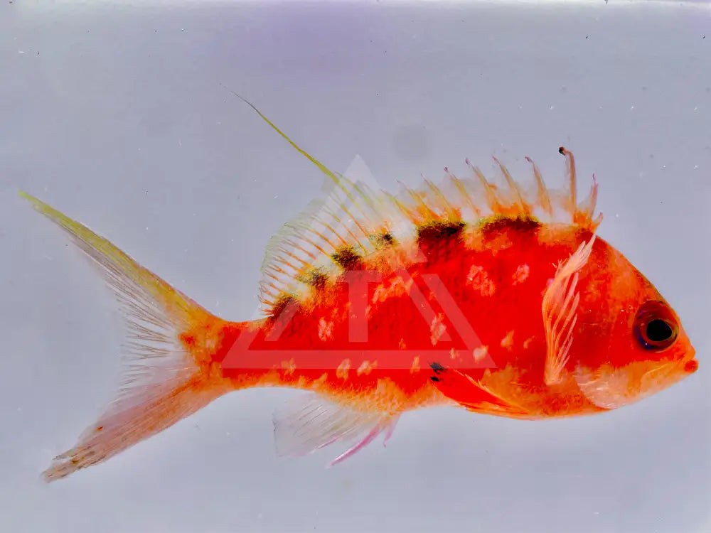 Japanese Cherry Anthias Male Small <2 Fish