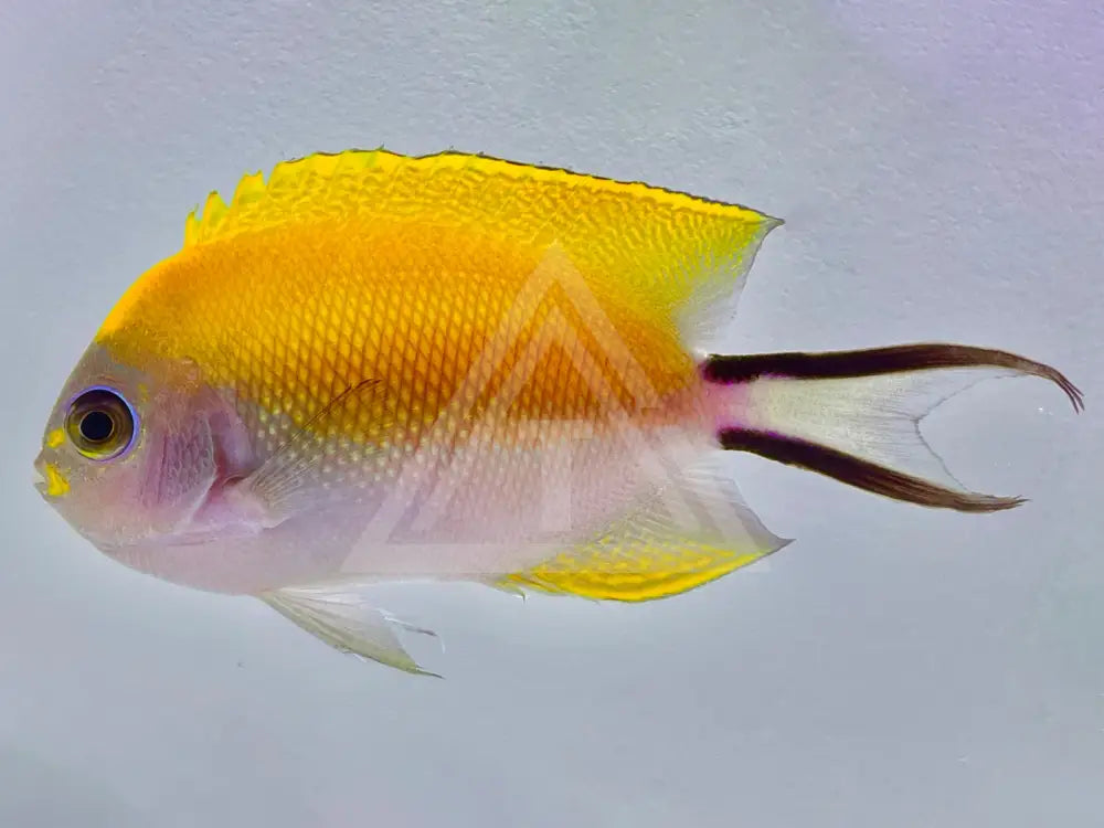 Japanese Swallowtail Angelfish Female Fish