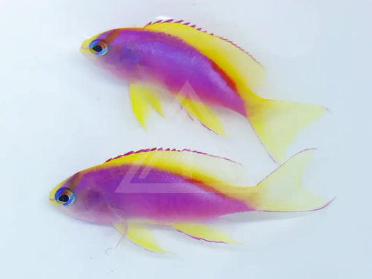 Japanese Ventralis Anthias Female Small <1.25 Fish