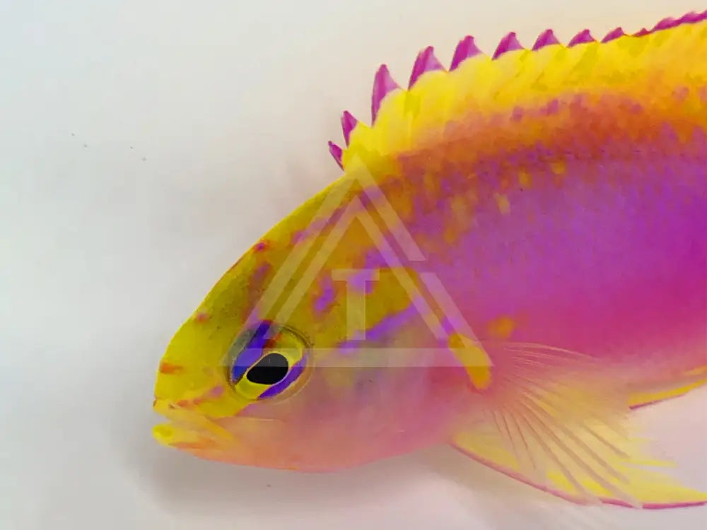 Japanese Ventralis Anthias Male Fish