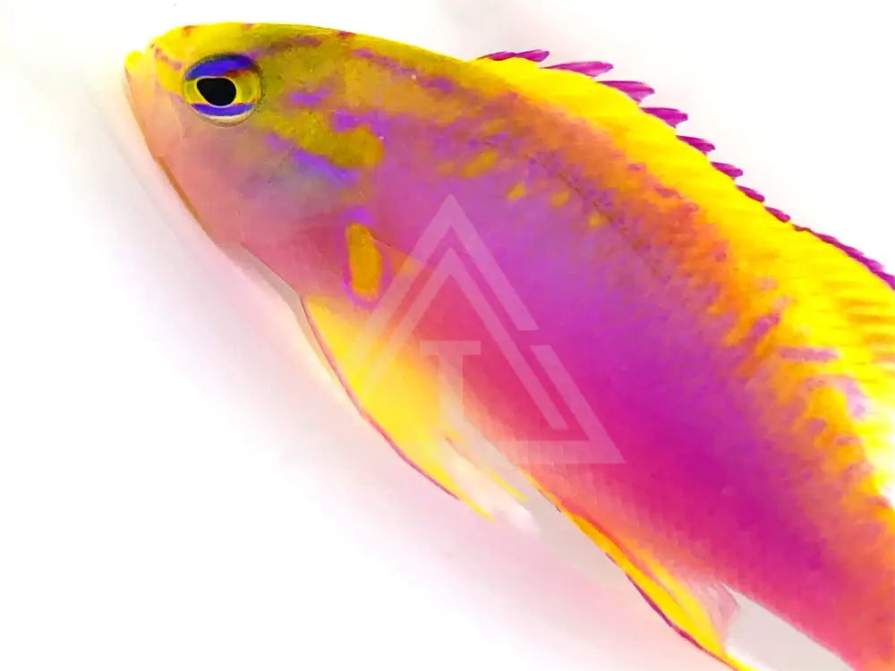 Japanese Ventralis Anthias Male Fish