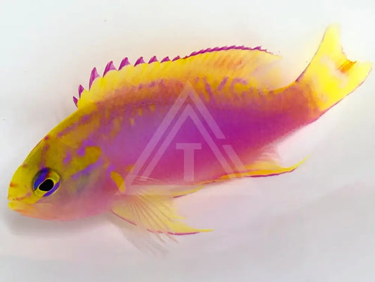 Japanese Ventralis Anthias Male Small <1.25 Fish