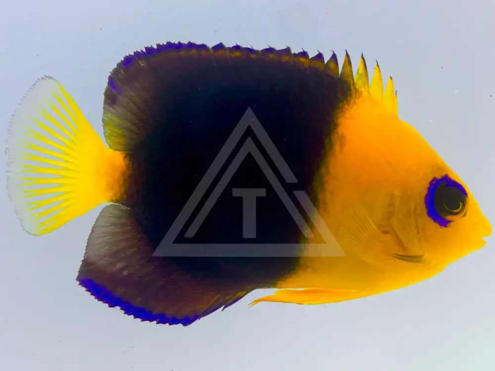 Joculator Angelfish Small <2 Fish