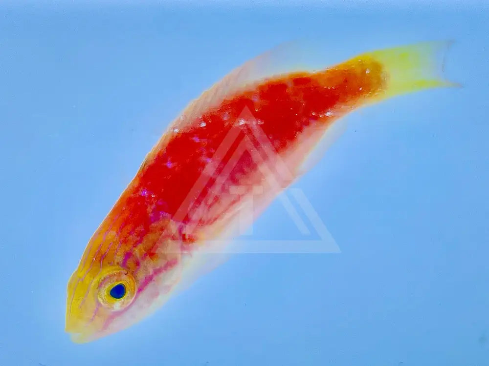 Johnsoni Fairy Wrasse Female Small <1.25 Fish