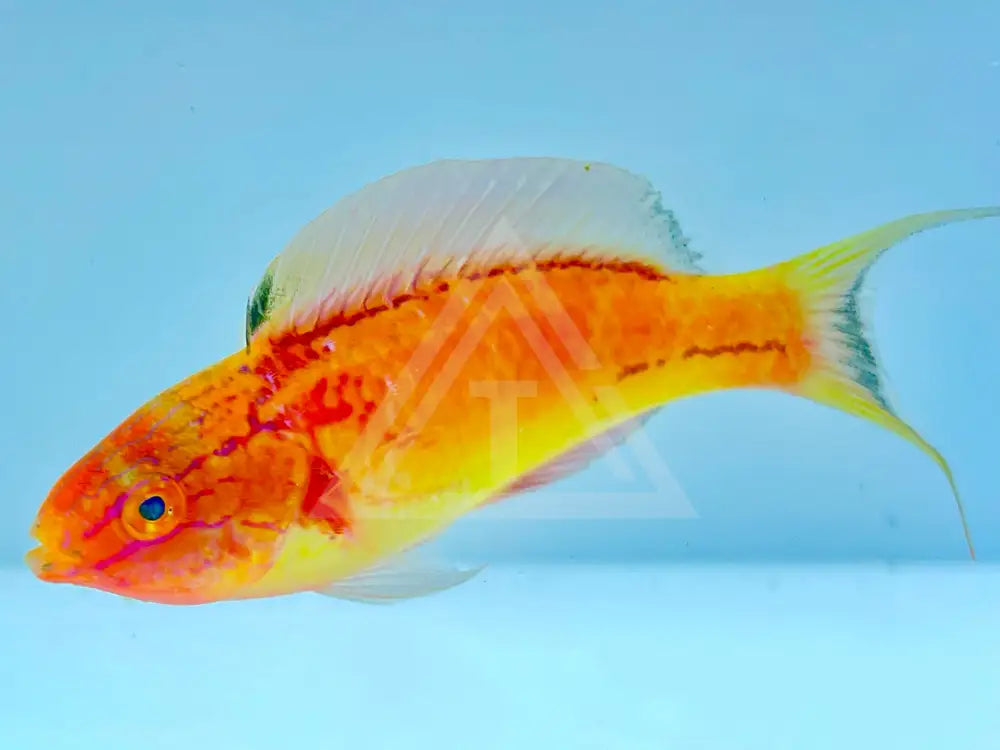 Johnsoni Fairy Wrasse Male Fish