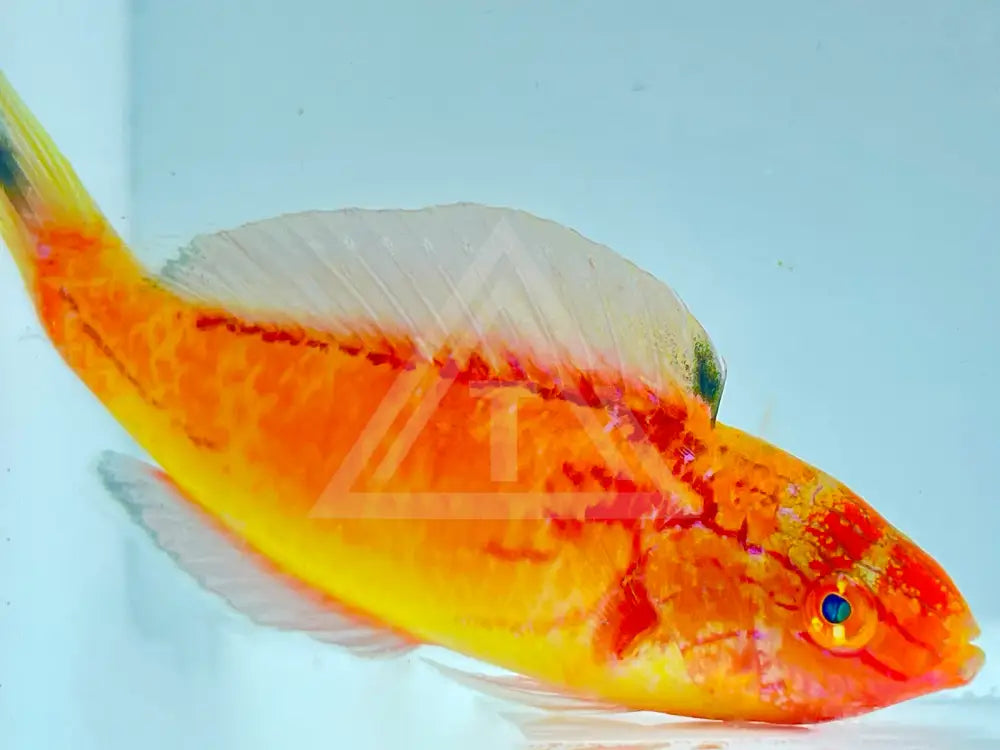 Johnsoni Fairy Wrasse Male Fish