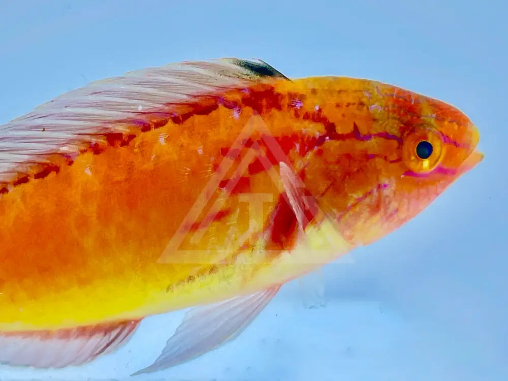 Johnsoni Fairy Wrasse Male Fish