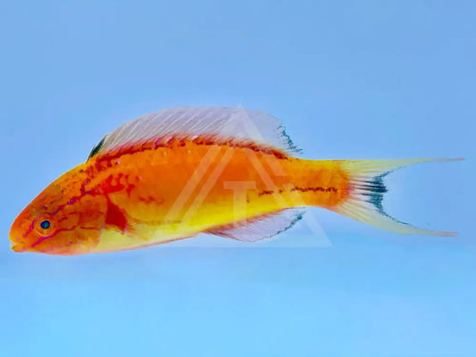 Johnsoni Fairy Wrasse Male Small <1.25 Fish
