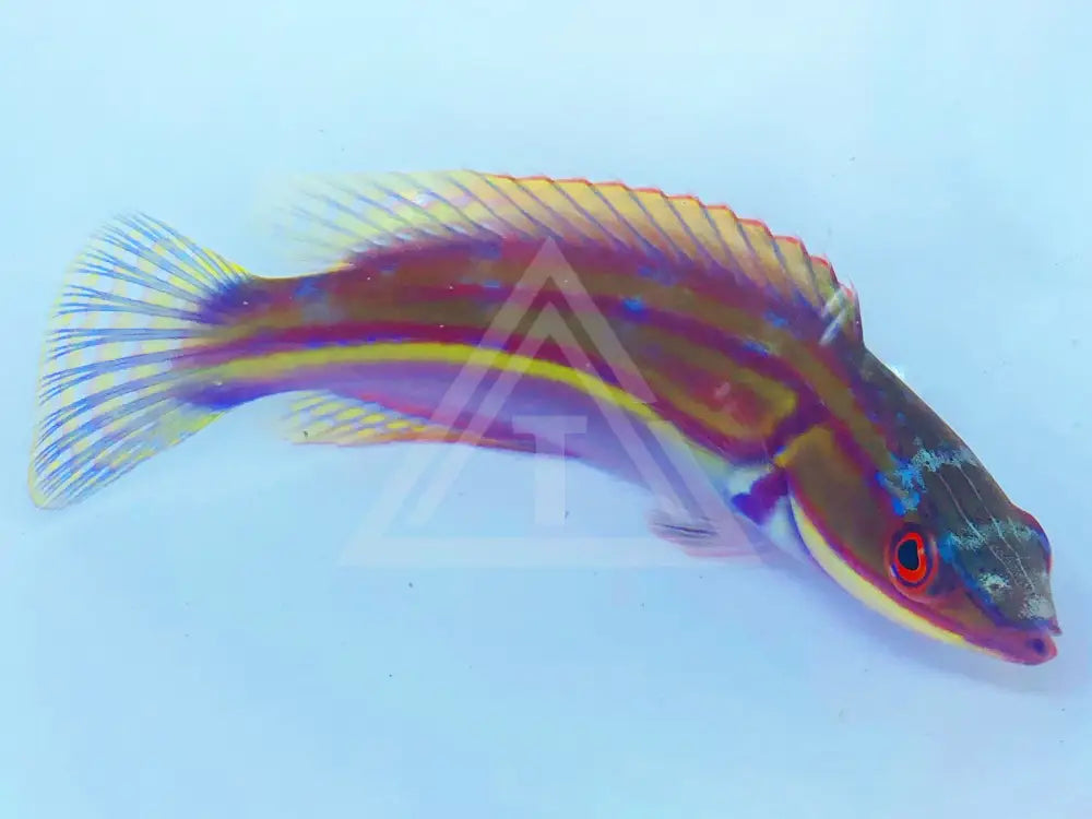 Laboutes Fairy Wrasse Female Small <2 Fish