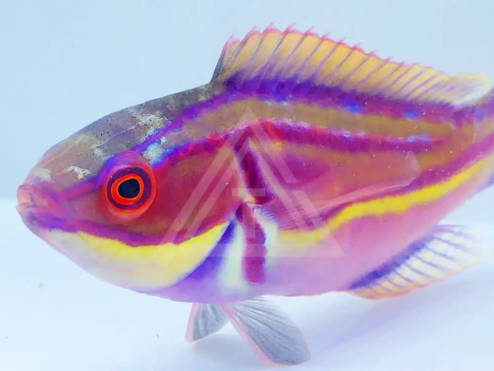 Laboutes Fairy Wrasse Male Fish