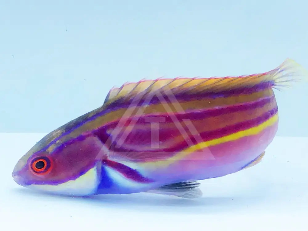 Laboutes Fairy Wrasse Male Fish