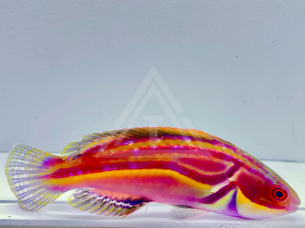 Laboutes Fairy Wrasse Male Medium 3-4 Fish