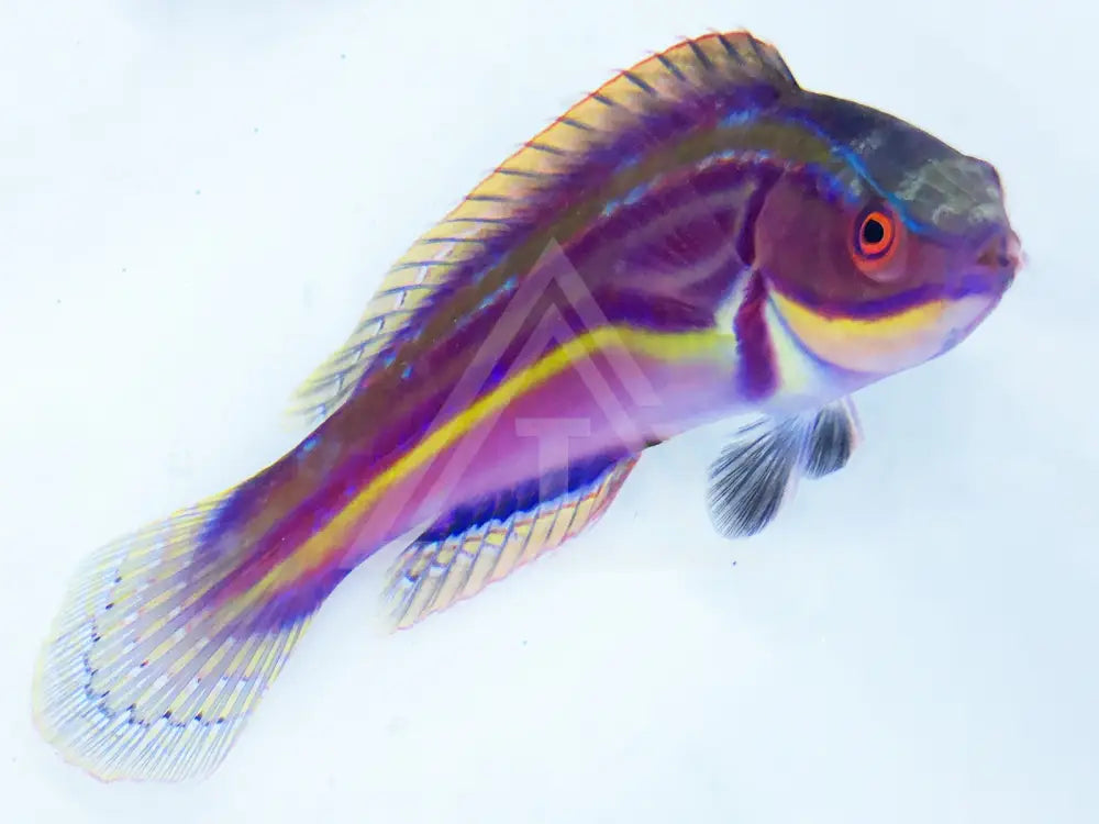 Laboutes Fairy Wrasse Super Male Fish