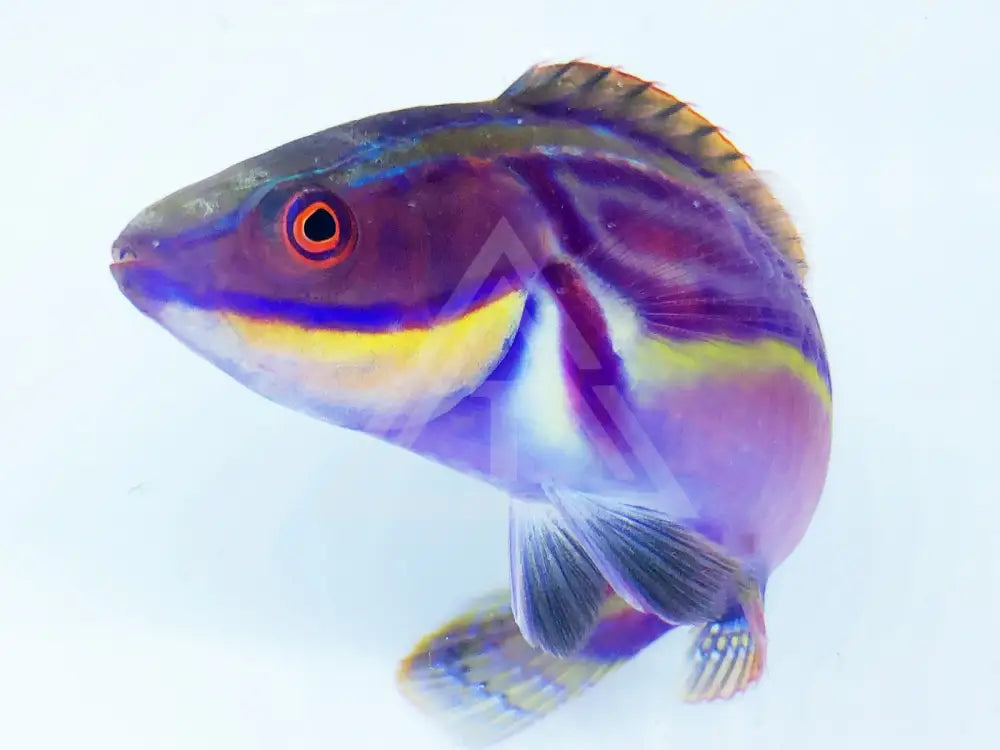 Laboutes Fairy Wrasse Super Male Fish