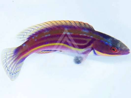 Laboutes Fairy Wrasse Super Male Large 3-4 Fish