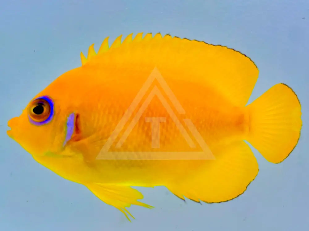Lemonpeel Angelfish Small <2 Fish