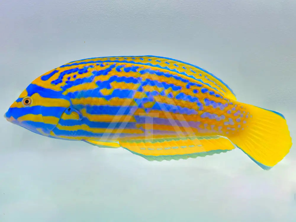 Lennardi Wrasse Small <2 Fish