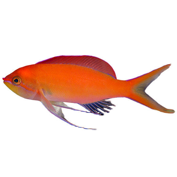 Dispar Anthias