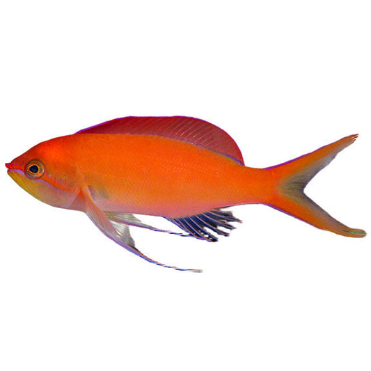 Dispar Anthias