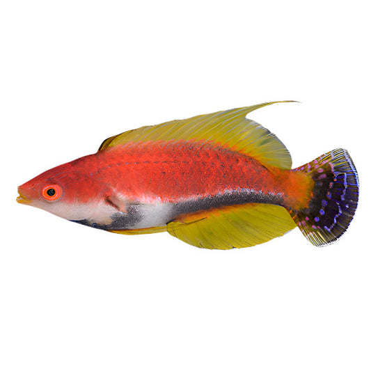 Whip Fin Fairy Wrasse