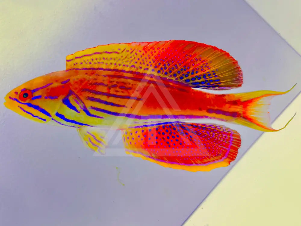 Madagascar Flasher Wrasse Male Small <2 Fish