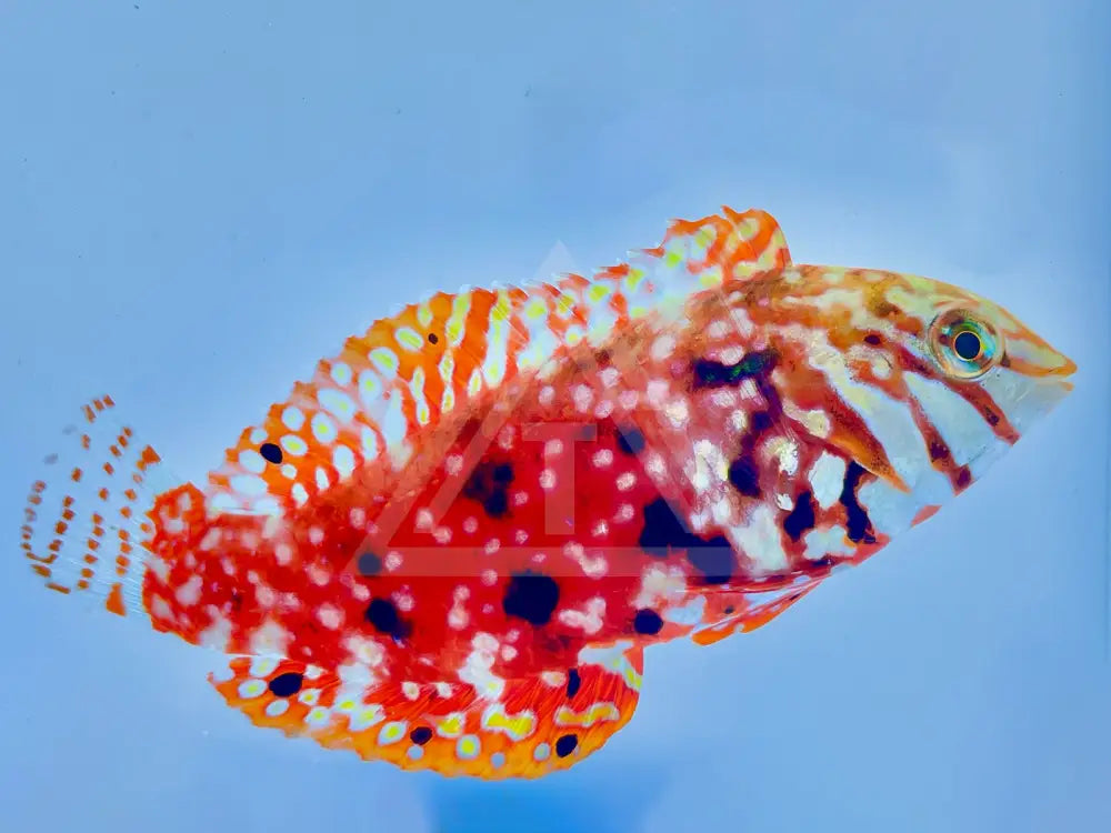 Madagascar Jewel Leopard Wrasse Male Small <2 Fish