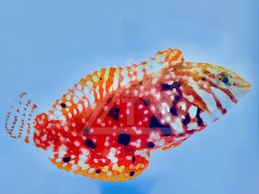 Madagascar Jewel Leopard Wrasse Male Small <2 Fish