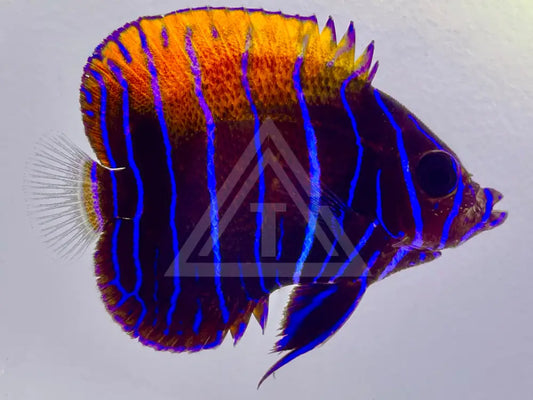 Majestic Angelfish Juvenile Small <2 Fish