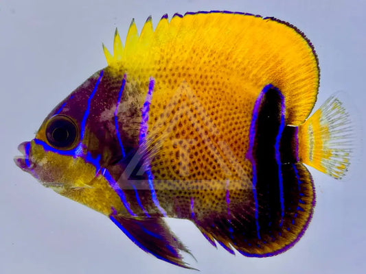 Majestic Angelfish Small <2 Fish