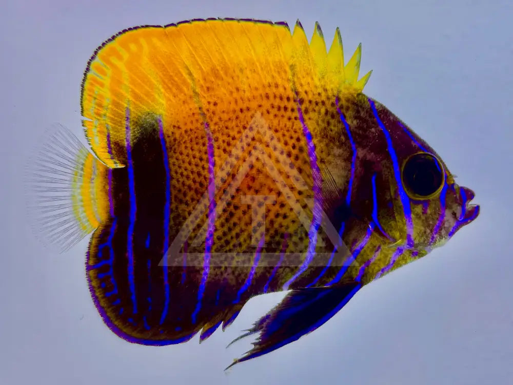 Majestic Angelfish Transitioning Small <2 Fish
