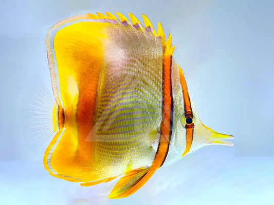 Margined Butterflyfish Medium 3-4 Fish