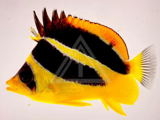 Mitratus Butterflyfish Fish