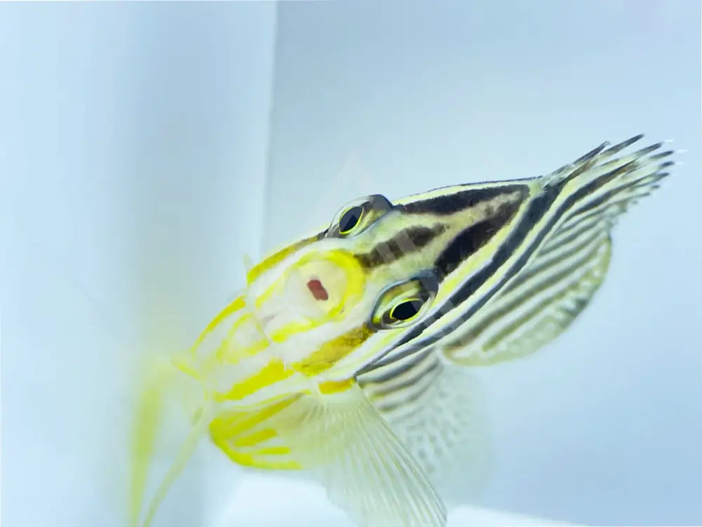 Multibar Angelfish Fish
