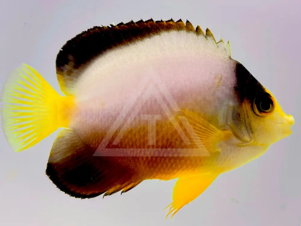 Multicolor Angelfish Small <2 Fish