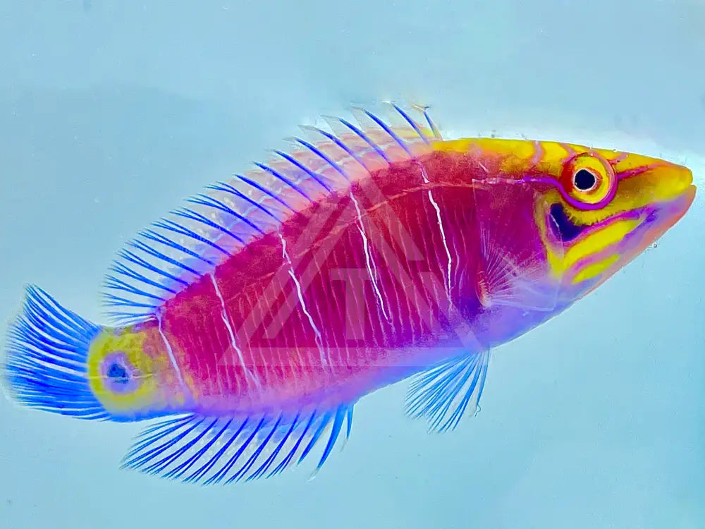 Mystery Wrasse Bonded Pair Fish