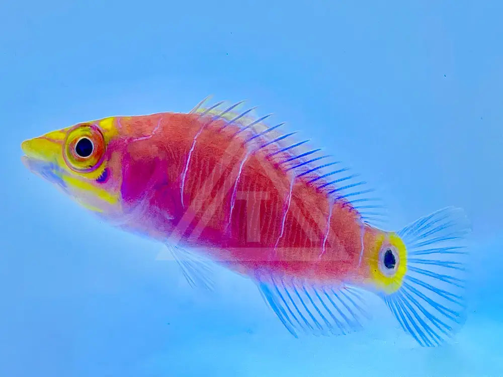 Mystery Wrasse Small <2.25 Fish
