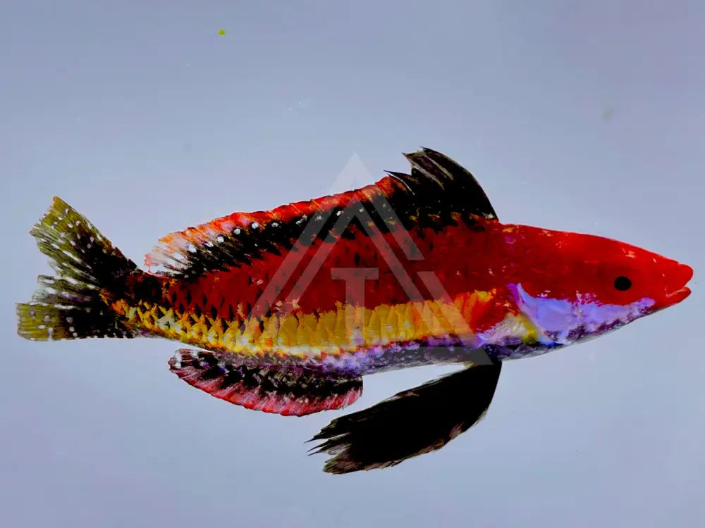 Naokos Fairy Wrasse Male Fish