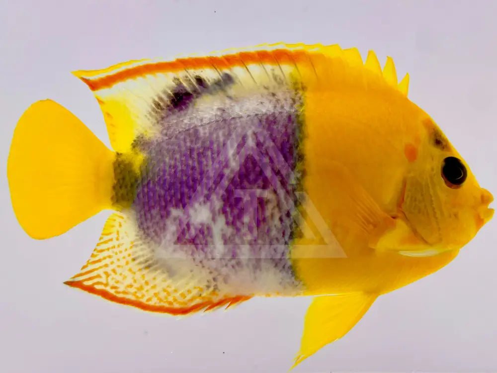 One Of A Kind Aberrant Bicolor Angelfish Wysiwyg 4.375 Fish