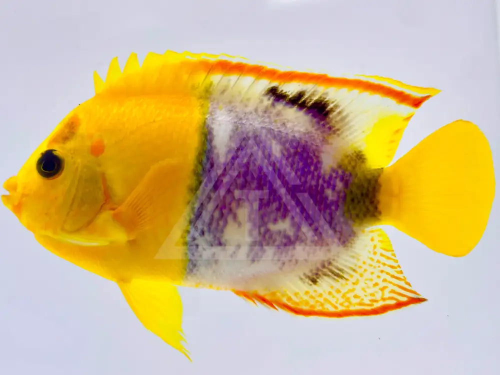 One Of A Kind Aberrant Bicolor Angelfish Wysiwyg Fish