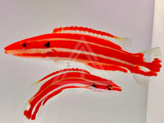 Opercularis Hogfish Pair Wysiwyg 4.5 & 3.25 Fish