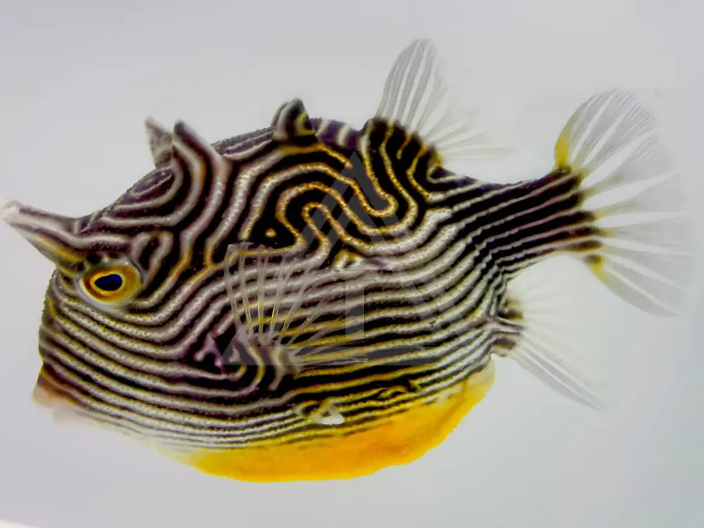 Ornate Boxfish Small <2 / Female Fish