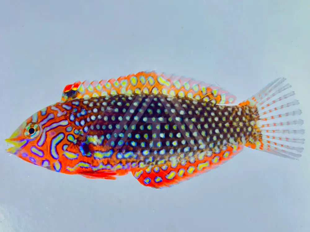 Ornate Leopard Wrasse Small <2 Fish